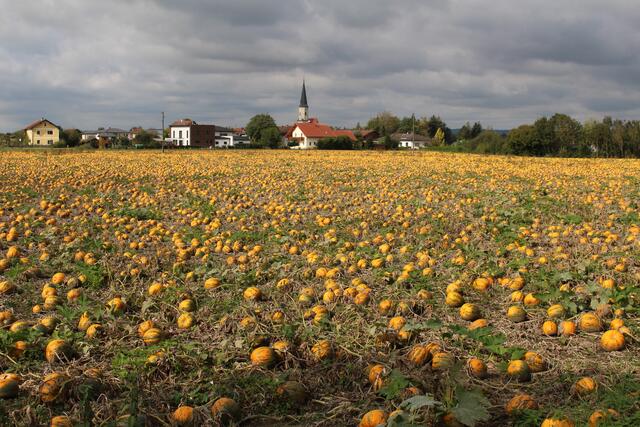 Kürbisfeld in Kirchdorf am Inn