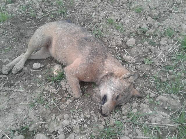 Heute morgen wurde in Münzkirchen ein toter Wolf gefunden. Das Tier war vermutlich schon vor ein bis zwei Tagen angefahren worden, hatte sich noch einige hundert Meter weit auf einen Acker geschleppt und ist dort verendet.