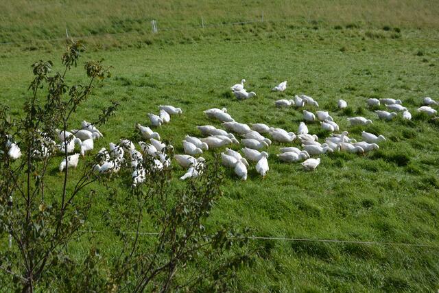 Ein netter Anblick in der grünen Natur!