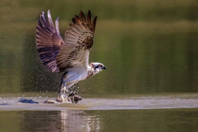 Fischadler bei der Jagd.
