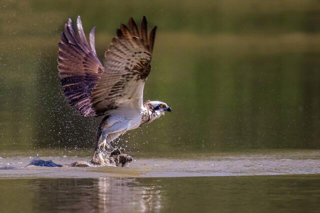 Fischadler bei der Jagd. | Foto: Karl Neugschwandtner