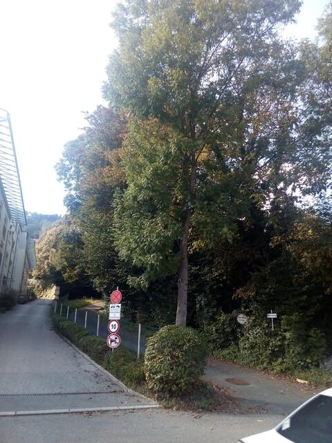 Anrainer in der Krottendorfer Straße fürchten die Rodung zahlreicher Bäume