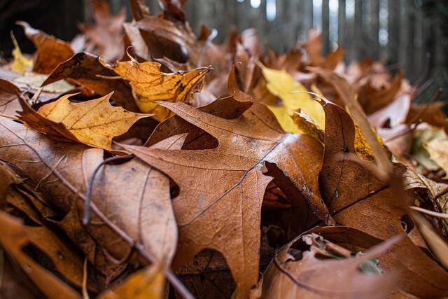 Blätter im Herbst
