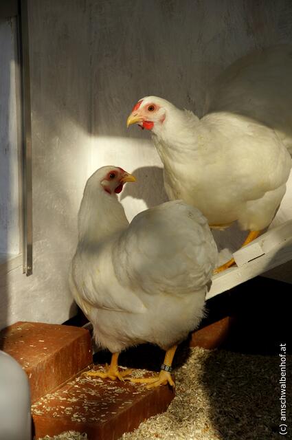 Zur tierischen Familie zählen auch diese beiden schneeweiße Zwerg Wyandotten.