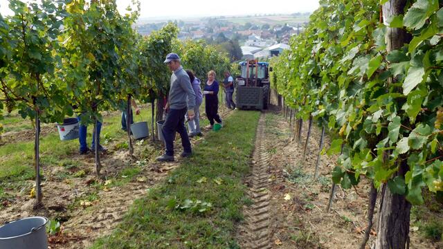 Weinlese per Hand gibt es meist nur mehr an Randlagen, großteils kommen im Bezirk Lesemaschienen zum Einsatz.