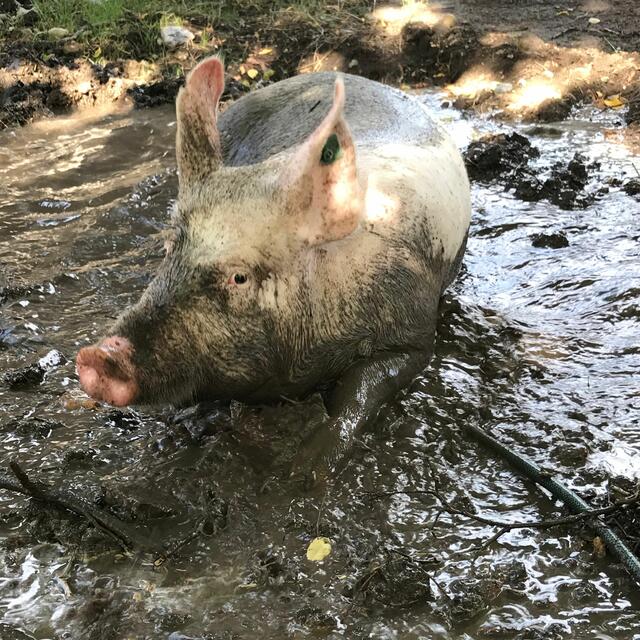Labor-Eber Merlin benimmt sich schon wie ein richtiges Schwein - und das ist gut so.