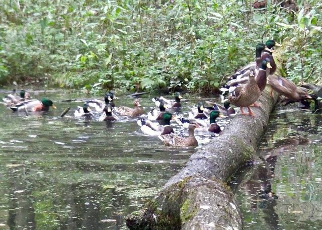 Enten im Gewässer in Wagna, Südsteiermark: 50 Tiere schwimmen hier friedlich umher. Der VGT vermutet stark, dass sie kürzlich ausgesetzt wurden. Vor 4 Wochen schon wurden die Tiere in diesem Bach massiv bejagt.