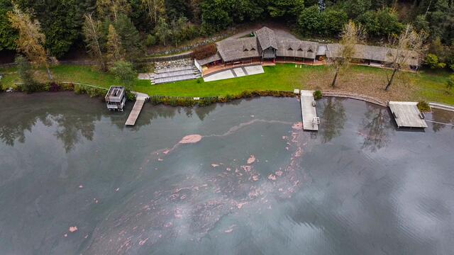 Burgunderblutalgen färbten Teile der Wasseroberfläche des Tristacher Sees um.