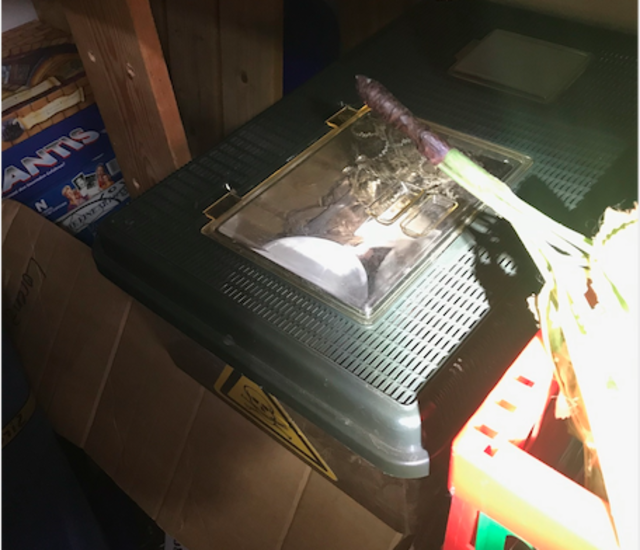 In dieser Box wurden die Klapperschlangen gehalten.