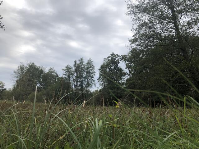 Die Ökostation Straß bietet verschiedene Wiesentypen zum erforschen an, wie blütenreiche Feuchtwiesen und Streuwiese. | Foto: sm