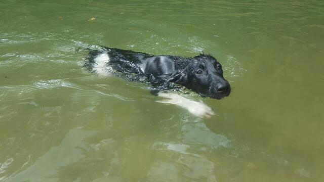 Die kleine Abby im Wasser