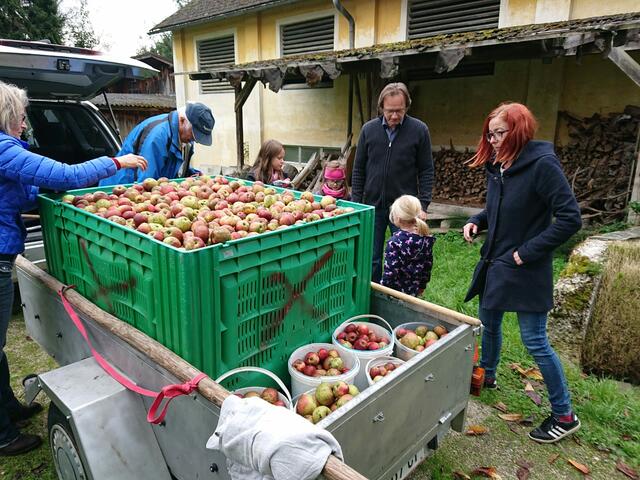 Über 1000 Liter Apfelsaft können aus den gesammelten Früchten gewonnen werden.