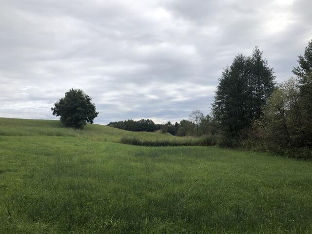 Verschiedene Feuchtgebietstypen mit ihren Nutzungsvarianten findet man in der Ökostation Straß.  | Foto: sm