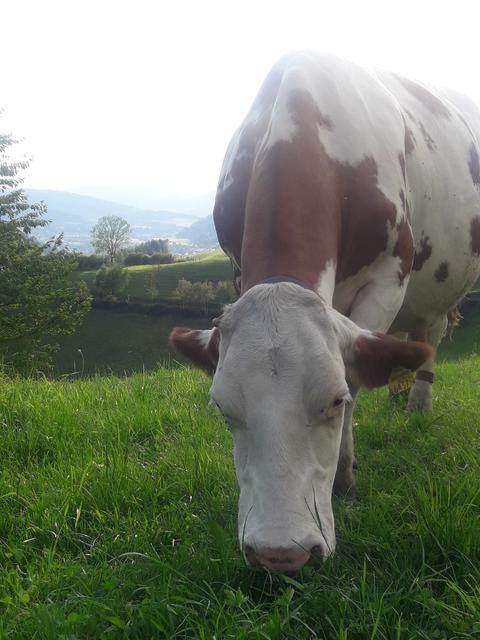 Brucker Milch: Die Kühe grasen direkt am Pischkberg.