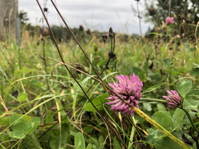 Seit den 90ern wird auf den Flächen der Ökostation geforscht.  | Foto: sm