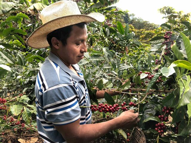 In Chiapas/Mexiko pflückt Edelfo von der indigenen Kleinbauerninitiative ISMAM die reifen Kaffeebohnen für die „Tiroler Röstung“.