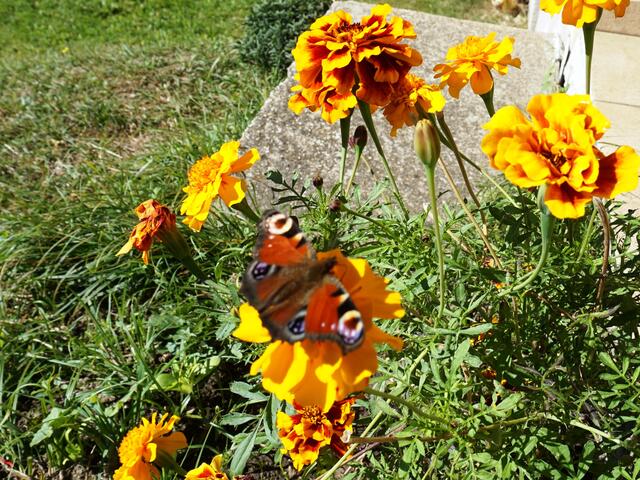 Die Tagetesblüten schmeckten besonders.  | Foto: Richard Rauscher