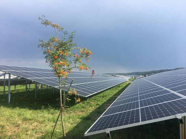 Photovoltaik-Elemente auf freiem Feld statt auf Dächern ermöglichen den Gewinn von großen Mengen Ökostrom. | Foto: Gemeinde Strem