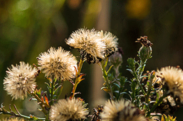 Samenstände von Blumen wie Astern, Disteln oder Sonnenblumen bieten Vögeln im Winter willkommene Nahrung.