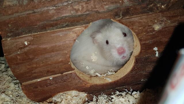 Goldhamster sind nachtaktiv und benötigen einen großen Käfig, der ausreichend Platz zum Bewegen bietet.