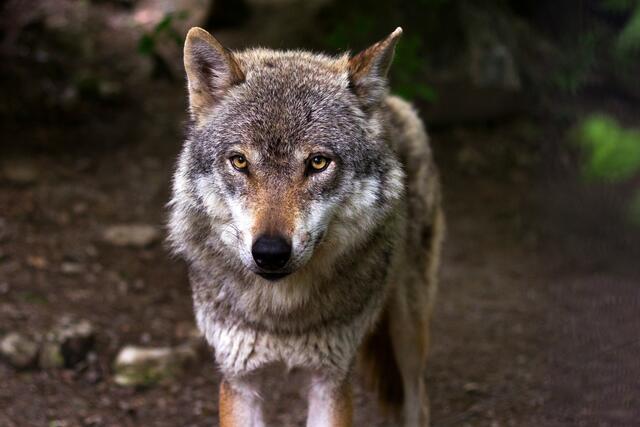 In Navis hat vermutlich wieder ein Wolf ein Schaf gerissen.