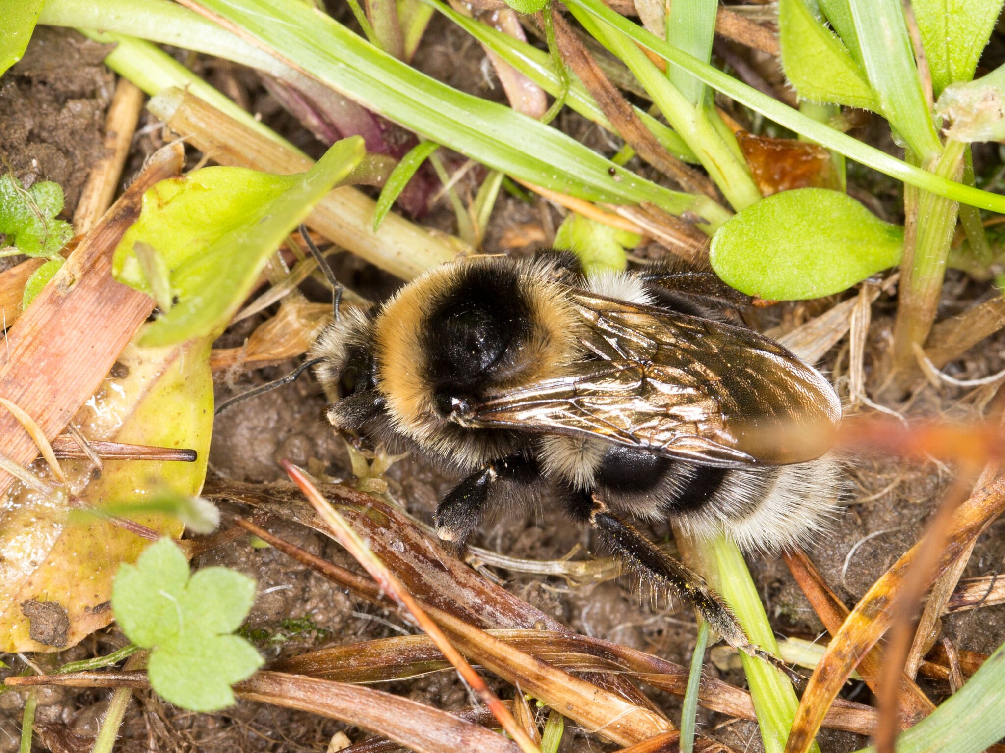 Hummel Im Winter Gefunden Was Tun Naturschutzbund: Seltene Hummel in Österreich gefunden - Schwaz