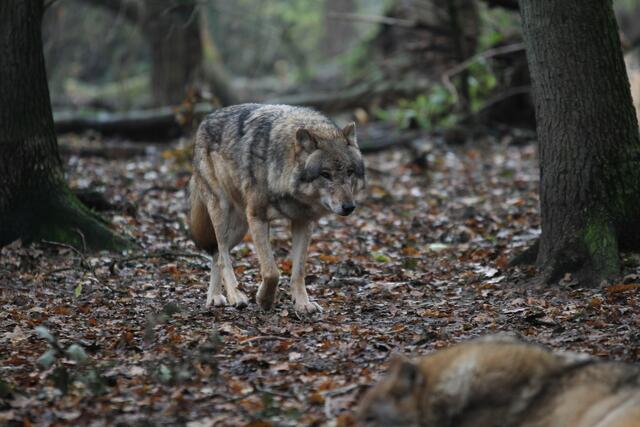 Experten gehen davon aus, dass es sich bei dem totgefahrenen Wolf aus Münzkirchen um einen Einzelfall handelt. Zudem ergab die DNA-Analyse, dass der Wolf aus Italien stammte und tatsächlich an den Folgen eines Unfalls gestorben ist.  | Foto: CarmenMonsees/panthermedia