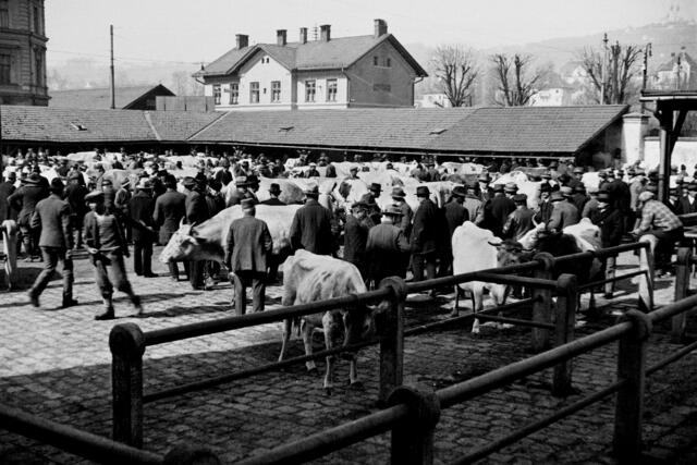 Damals 1931: Schlacht- und Stechviehmarkt in Urfahr
Der Viehmarkt in Urfahr dürfte wohl schon in den vierziger Jahren des 19. Jahrhunderts aufgekommen sein, seine Legitimierung erhielt er jedoch erst per Erlass 1876. Dabei wurde festgelegt, dass der Markt jede Woche an einem Freitag von 10 bis 13 Uhr stattzufinden hatte. Marktort war hinter dem Urfahrer Rathaus zwischen Kaar- und Mühlkreisbahnstraße, am heutigen Standort des Seniorenzentrums Franz-Hillinger. | Foto: Archiv der Stadt Linz
