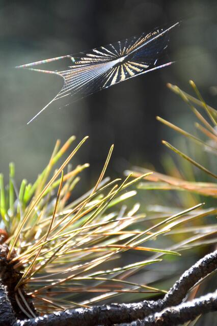 Auch die Schönheit eines Spinnennetzes kann entzücken | Foto: Majcen