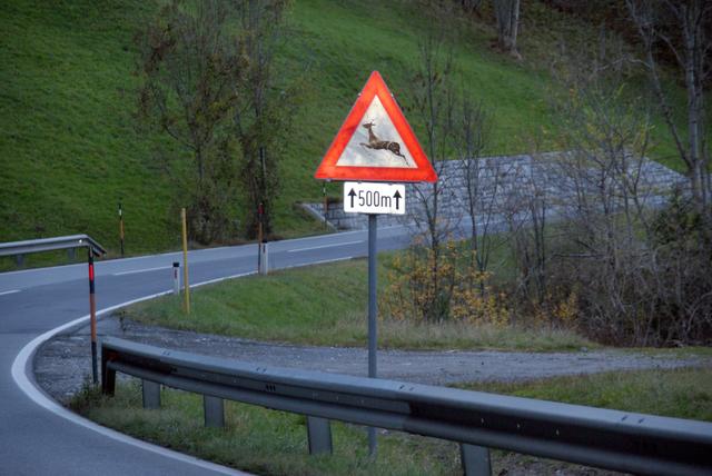Achtung Wildwechsel! Besonders im Herbst ist auf den Straßen besondere Vorsicht geboten. | Foto: Othmar Kolp