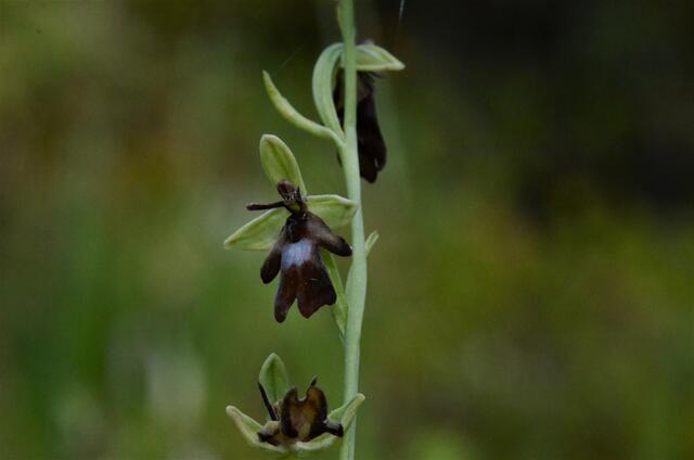 Der Fliegen-Ragwurz (Ophrys insectifera) lockt durch Aussehen und spezielle Duftstoffe Grabwespenmännchen an | Foto: Kathrin Herzer
