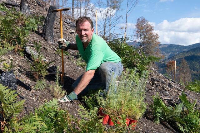 Für Bergbauer Johann Schwarz sind die von der Bank zur Verfügung gestellten Pflanzen eine große Hilfe.  | Foto: Caroline Knauder