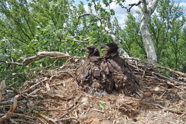Die frisch besenderten Jungadler Darius und Davina sitzen in ihre Horst.  | Foto: Stephan Hoeller