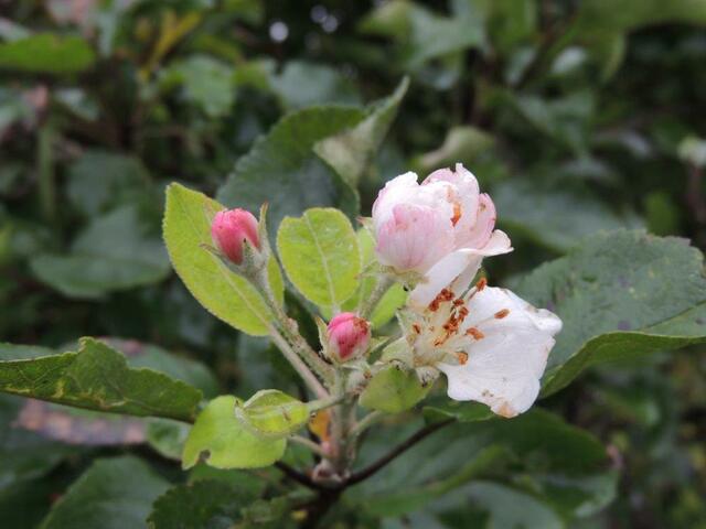 Foto: Otto Forstenpointner