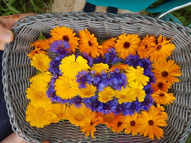 Ernte von essbaren Blumen