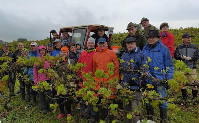 Die Weinlese für den „Roten Hudler“ ist dank des großen Einsatzes von vielen freiwilligen Helfern abgeschlossen.