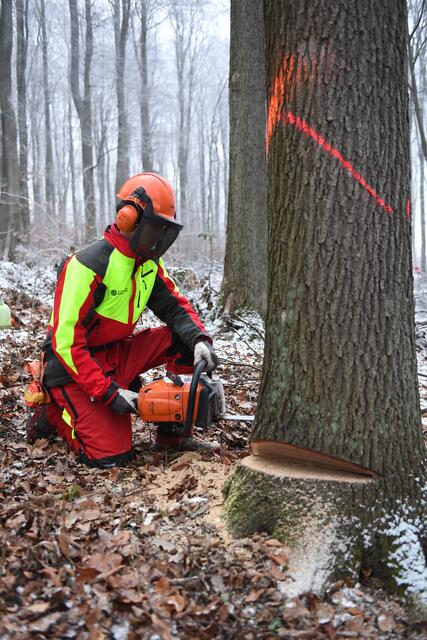 Fällung der Fasseiche - Forstarbeiter beim Anlegen des Fallkerbs | Foto: Foto: ÖBf/Frank Helmreich