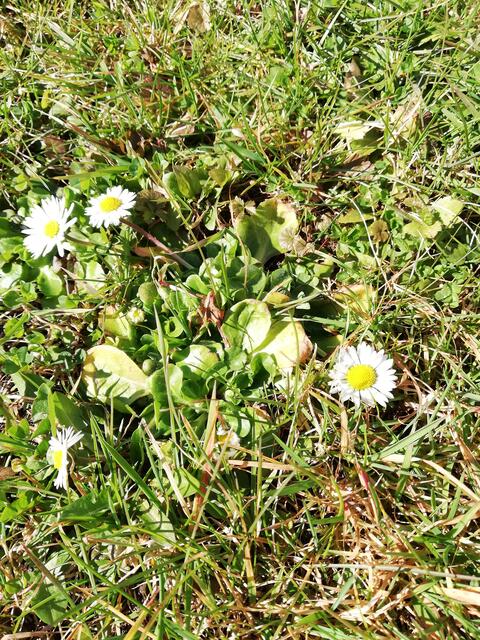 ERste Frühjahrsblüher 