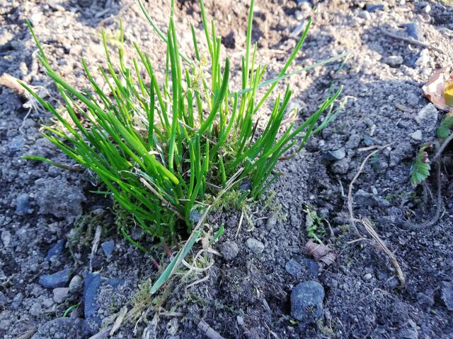 Schnittlauch im Hausgarten - gesunder Vitaminspender