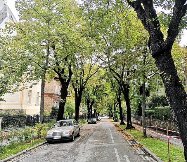 Durchgehend Grün: In der Alsegger Straße und Colloredogasse kam durch die Sanierung einiges an Grün dazu.