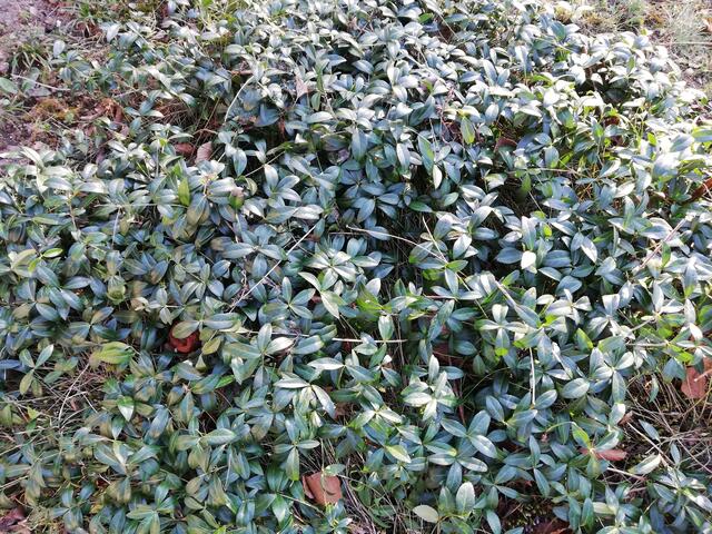 Bodendecker Immergrün 