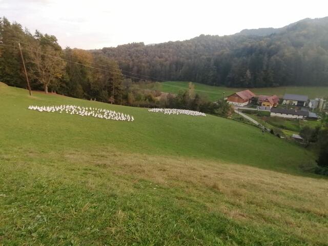 Weideidylle beim Bachbauer in Lateindorf: 4,5 ha Grünland sind für die Gänse eingezäunt. | Foto: Susanne Veronik