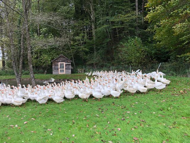 Im Gänsemarsch um den Teich - und in den Teich. | Foto: Susanne Veronik