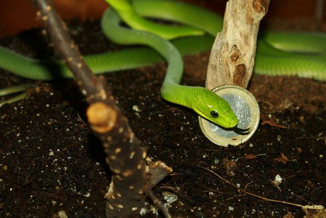 Baby-Mamba: rund 40 cm, dünn wie ein Bleistift – und giftig wie eine Große!