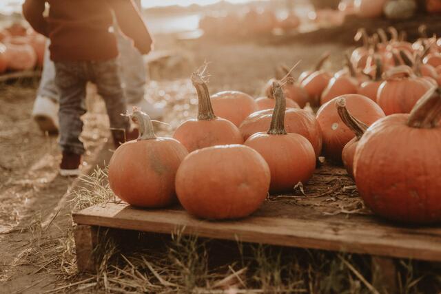 Auch in der reduzierten Variante werden rund 200 verschiedene Kürbissorten zum Verkauf angeboten. | Foto: Benigno Hoyuela on Unsplash