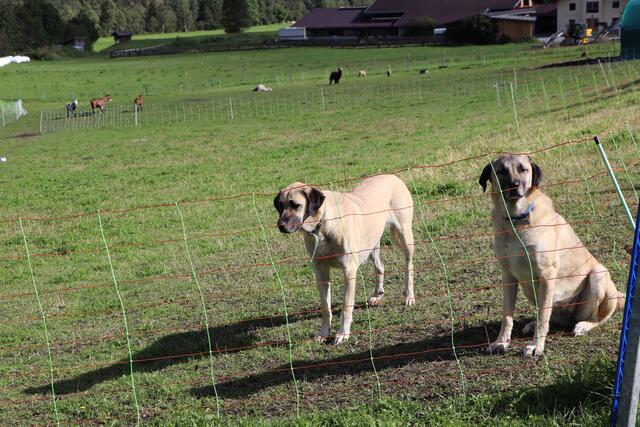 Beim Thema Herdenschutzhunde gibt es noch einige juristische Fragen zu klären, beispielsweise zum Thema Versicherung. | Foto: Siegele