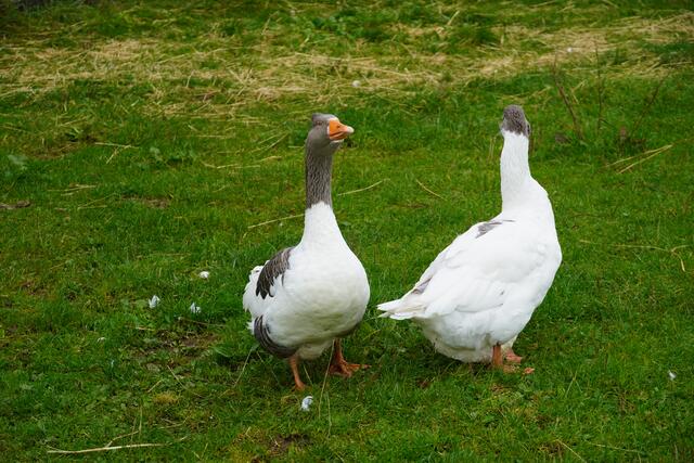 Foto: Gertraud Kleemayr