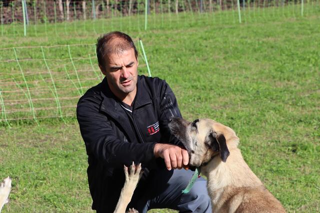 Gute Erziehung macht's möglich: Thomas kontrolliert ohne Probleme die Zähne des als "blutrünstigen" und "gefährlich" angesehen Kangal-Hirtenhund. | Foto: Siegele