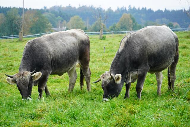 Foto: Gertraud Kleemayr