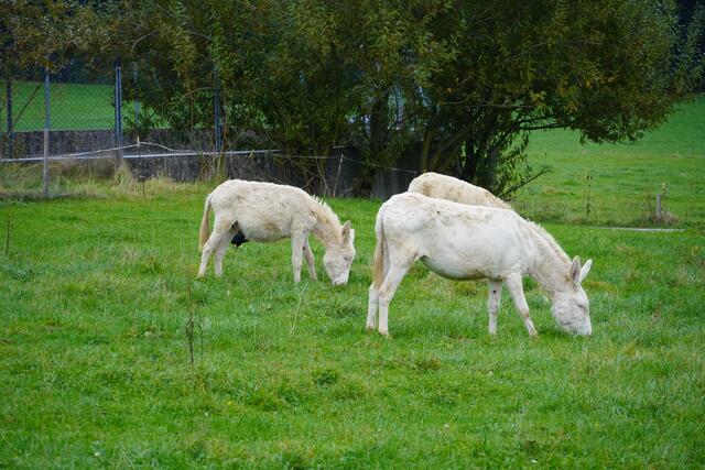 Foto: Gertraud Kleemayr